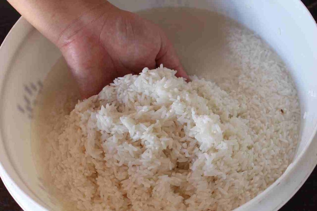 chawal-ka-vaegyanik-nam-kya-hai- scientific-name-rice